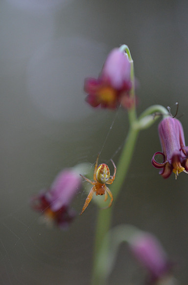 Araniella displicata 304