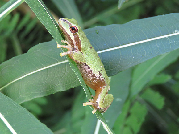 Treefrog 013