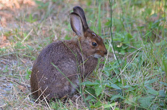 Hare