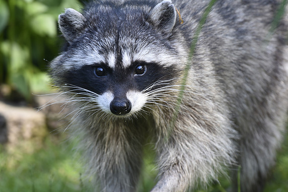 Raccoon