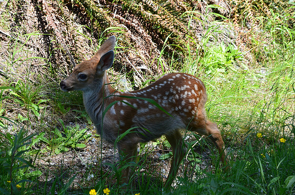 Fawn