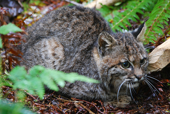 Bobcat 050