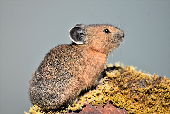 052 Pika