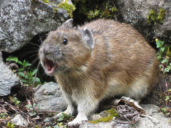 245 Pika eek