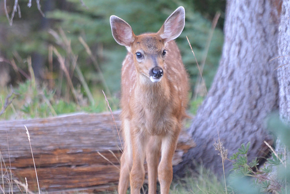 Fawn 8