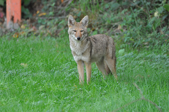 coyote 084
