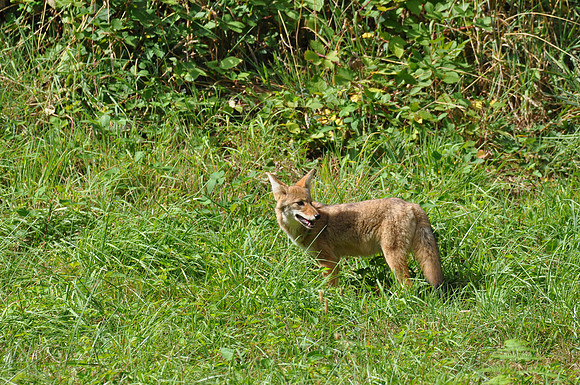 coyote 167