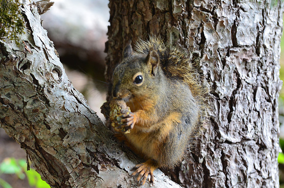 Douglas Squirrel 269