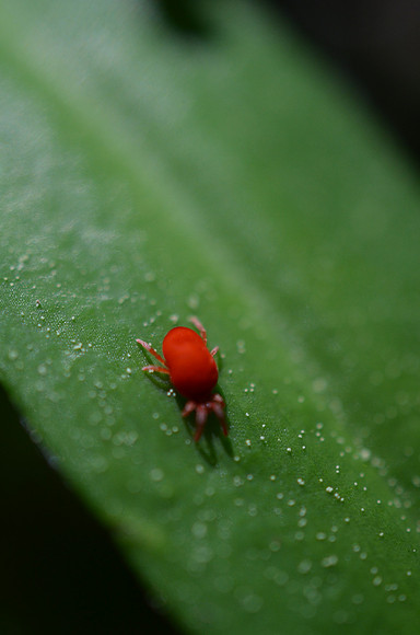 Mite