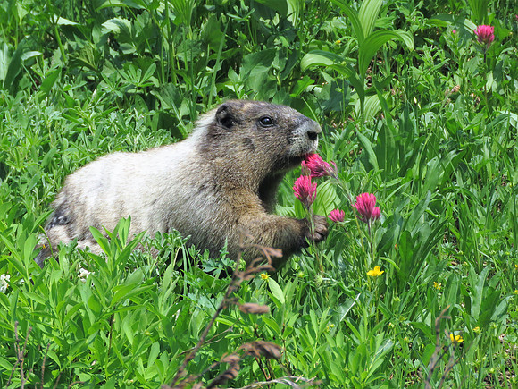 Marmot eating Magenta Paintbrush