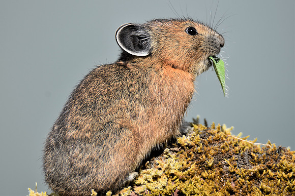 Pika 3009