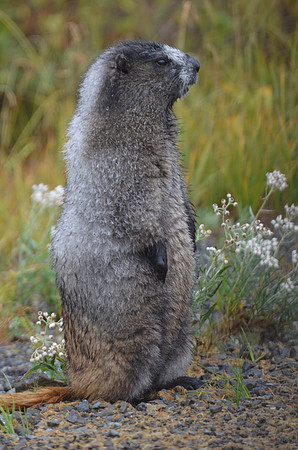 Hoary Marmot 033