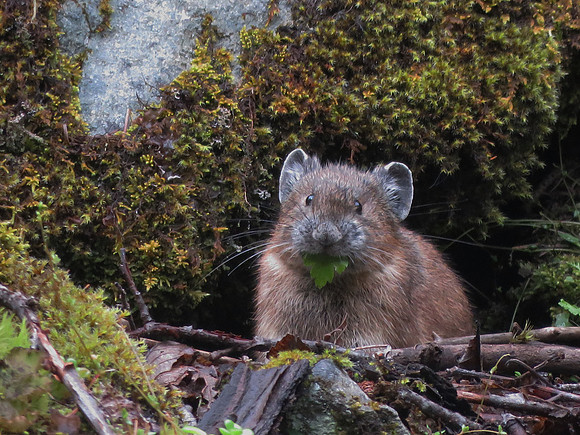 Pika having dinner