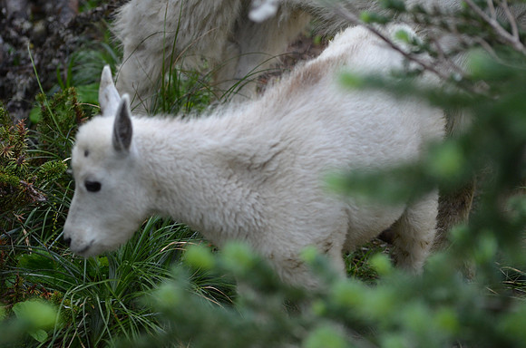 Mt Goat