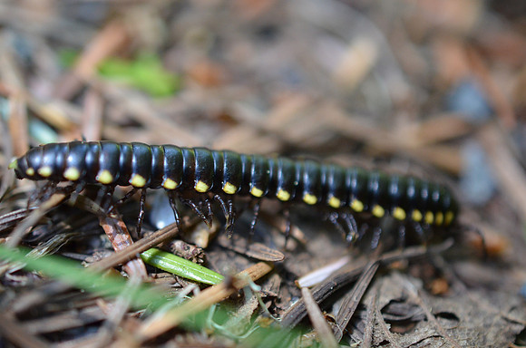Yellow-spotted Millipede