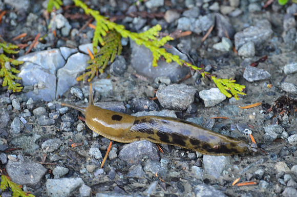 Banana Slug