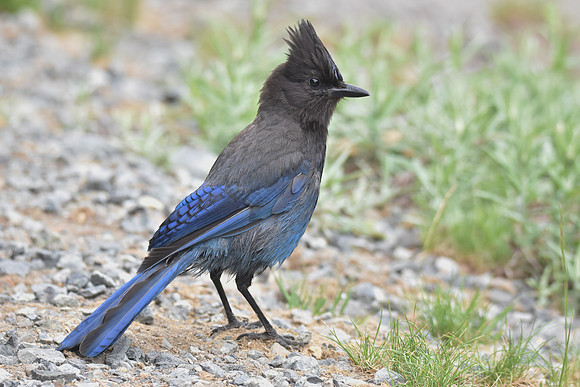 488 Steller's Jay