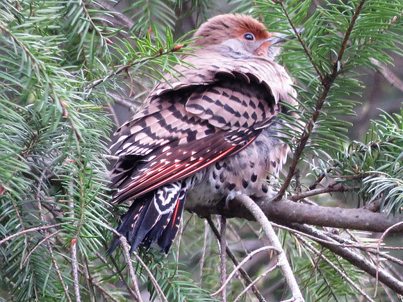 Baby Flicker