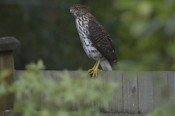 Coopers hawk 887