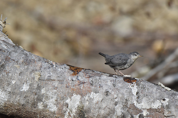 Am Ouzel 8