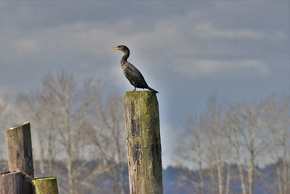 Double-crested Cormorant 2