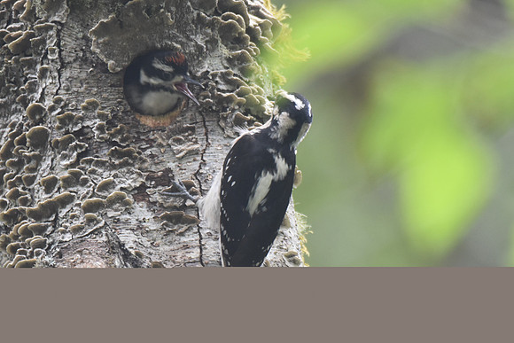 Downy WP Nest