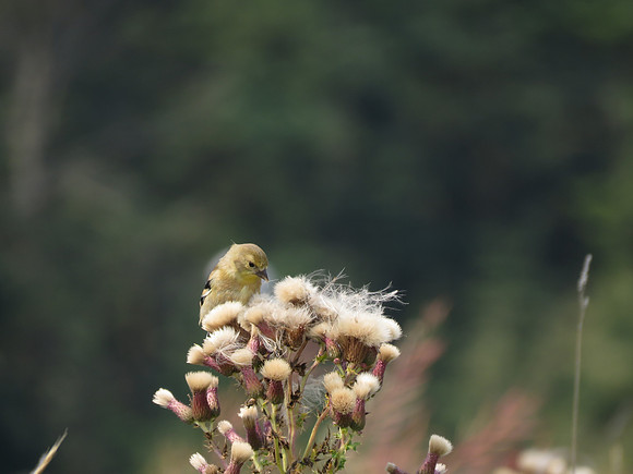 Goldfinch on Thistle