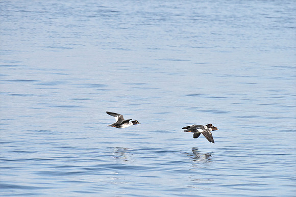 Goldeneye in Flight (2)