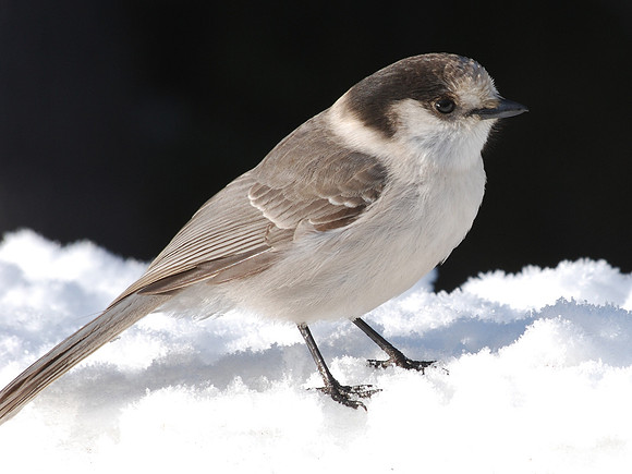 Gray Jay