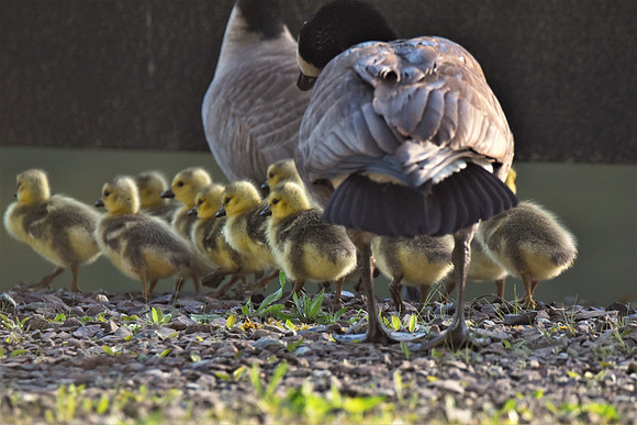 Goslings  65