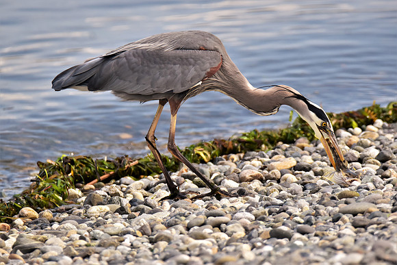 Heron 0334