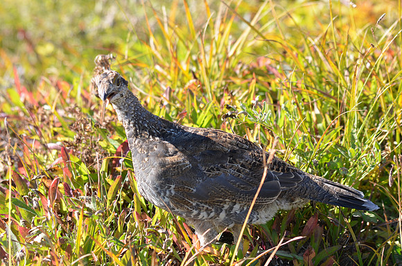 Juvenile Sooty Grouse