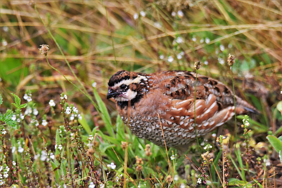 Northern Bobwhite 8