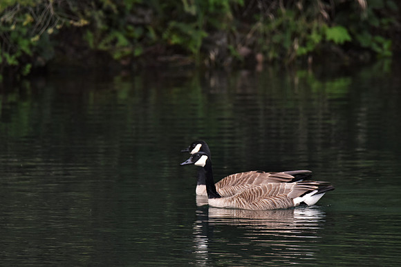 Pair of Canada geese