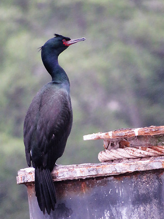 Red-faced Cormorant 9