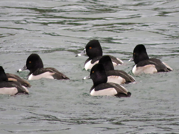 Ring-necked ducks 5