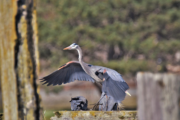 Heron taking off