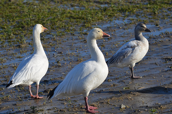 Snow Geese 7