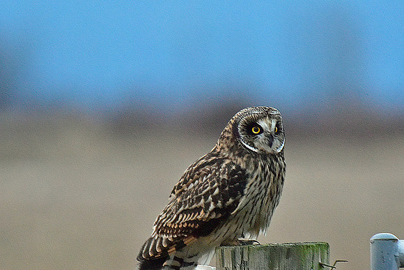 Short-eared Owl 28