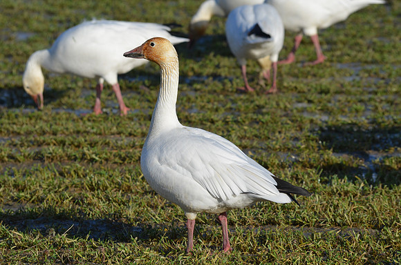 Snow Goose 5