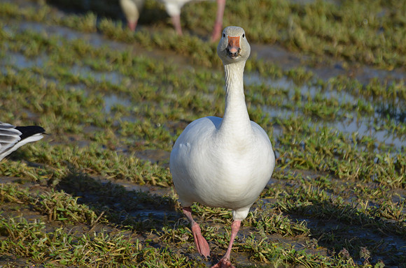 Snow Goose