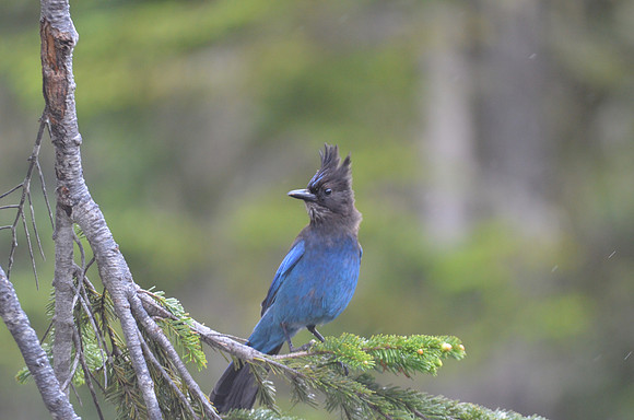 Steller's Jay 7