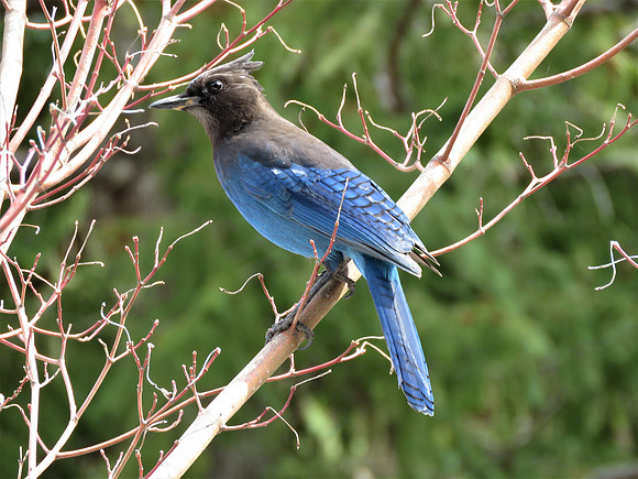 Steller's Jay 3001