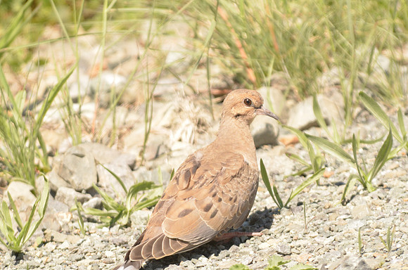 Western Common Ground dove