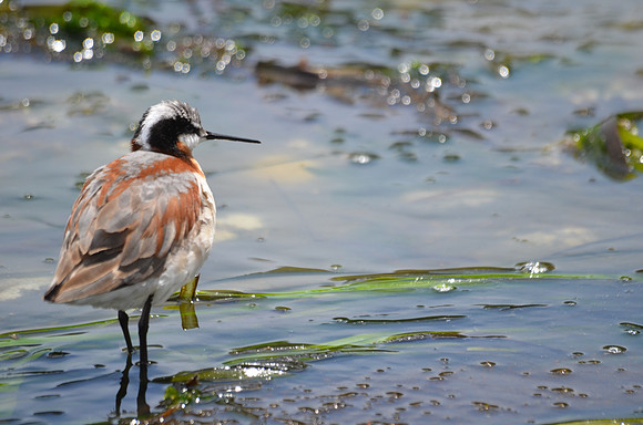 Wilson's Phalarope 5