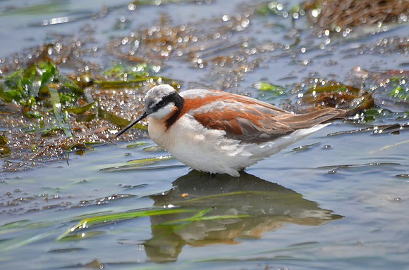 Wilson's Phalarope