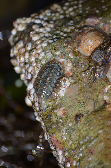 Lined Chiton