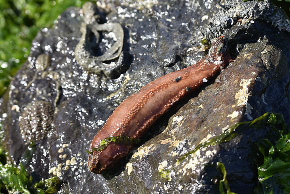 California Sea Cucumber