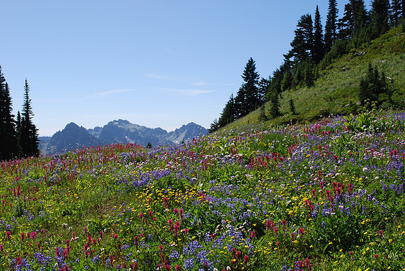 Alta Vista Trail