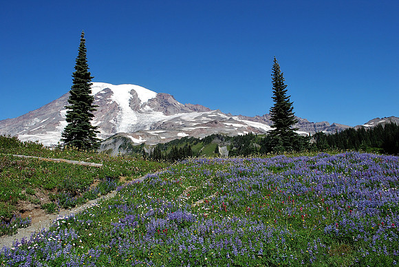 Mt Rainier 98